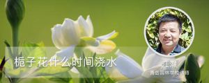 栀子花什么时间浇水