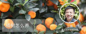 橘树怎么养