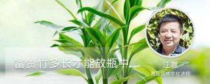 富贵竹多长才能放瓶中，瓶里能放石头吗