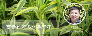 富贵竹养多久会开花，怎么养才能开花