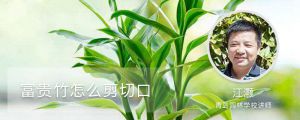 富贵竹怎么剪切口，切口有什么要求