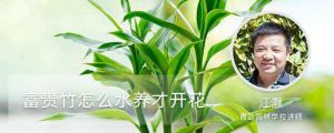 富贵竹怎么水养才开花，怎么样才能更旺盛