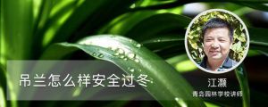 吊兰怎么样安全过冬