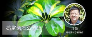 鹅掌柴怎么繁殖