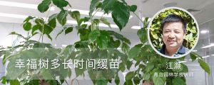 幸福树多长时间缓苗，浇水要浇透吗
