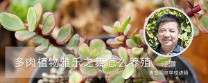 多肉植物雅乐之舞怎么养殖，一年能长多大