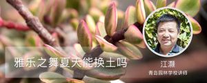 雅乐之舞夏天能换土吗，用什么盆种