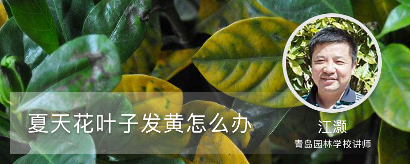 夏天花叶子发黄怎么办 夏天花叶子发黄怎么办