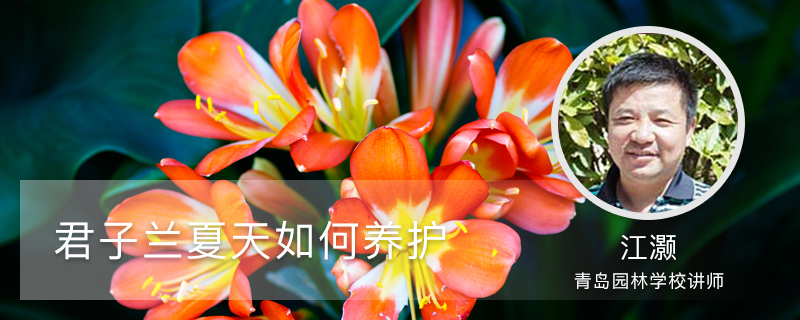 君子兰夏天如何养护 君子兰夏天如何养护