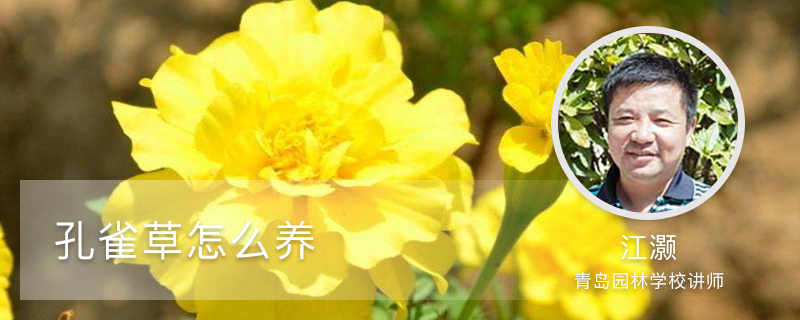 孔雀草怎么养,发芽快吗 孔雀草怎么养,发芽快吗