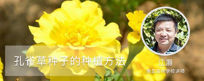 孔雀草种子的种植方法 孔雀草种子的种植方法