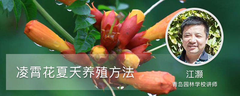 凌霄花夏天养殖方法 凌霄花夏天养殖方法