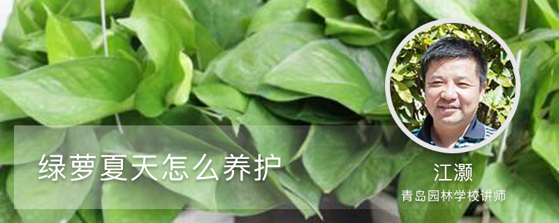 绿萝夏天怎么养护 绿萝夏天怎么养护