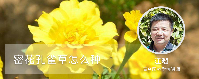密花孔雀草怎么种 密花孔雀草怎么种