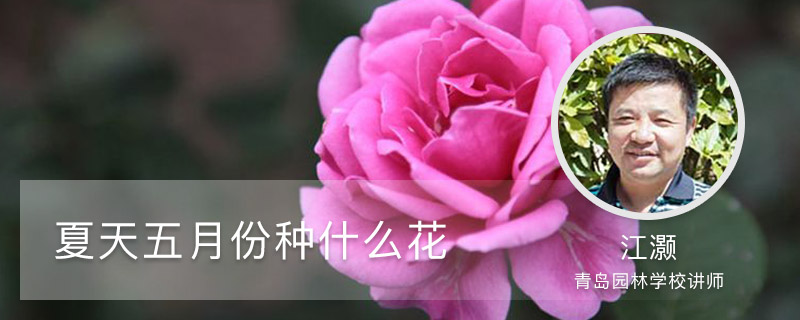 夏天五月份种什么花 夏天五月份种什么花