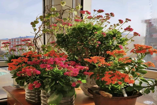 懂花春节就选这“4种”,盆盆“花苞”冒,家里成花园! 懂花春节就选这“4种”,盆盆“花苞”冒,家里成花园!