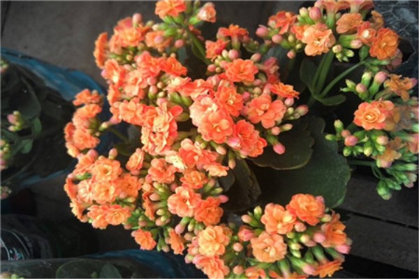 给花喂点黄金水,像打了兴奋剂,大过年开成大花球! 给花喂点黄金水,像打了兴奋剂,大过年开成大花球!