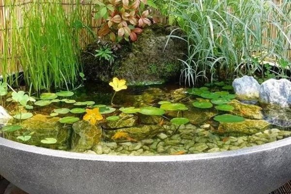 废桶旧盆里添水种花,10分钟成水景,细水长流富贵一生! 废桶旧盆里添水种花,10分钟成水景,细水长流富贵一生!