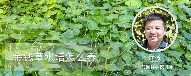 金钱草水培怎么养 金钱草水培怎么养