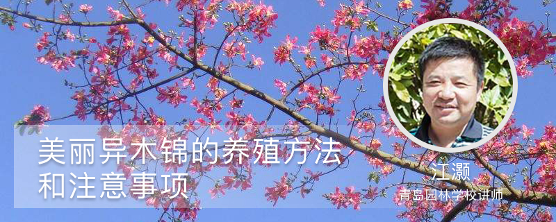 美丽异木锦的养殖方法和注意事项 美丽异木锦的养殖方法和注意事项