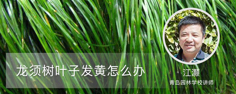龙须树叶子发黄怎么办 龙须树叶子发黄怎么办