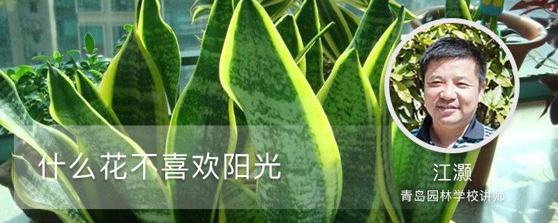 什么花不喜欢阳光 什么花不喜欢阳光