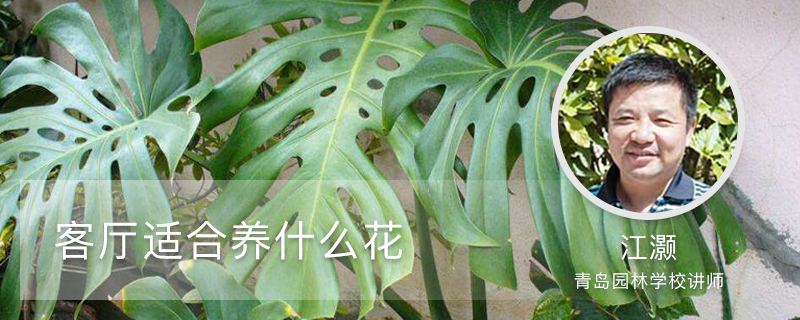 客厅适合养什么花,放什么植物 客厅适合养什么花,放什么植物