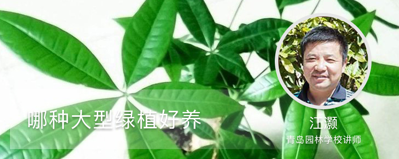 哪种大型绿植好养(室内和室外) 哪种大型绿植好养(室内和室外)