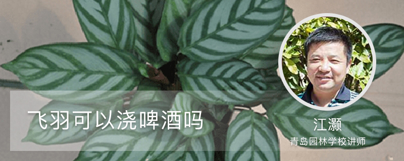 飞羽可以浇啤酒吗 飞羽可以浇啤酒吗