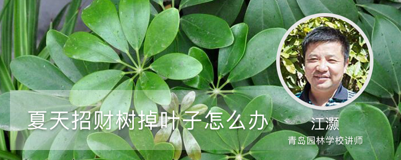夏天招财树掉叶子怎么办 夏天招财树掉叶子怎么办
