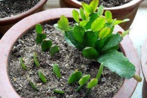 春天给植物“扦插”,多做一个“小动作”,植物茂盛长满盆 春天给植物“扦插”,多做一个“小动作”,植物茂盛长满盆