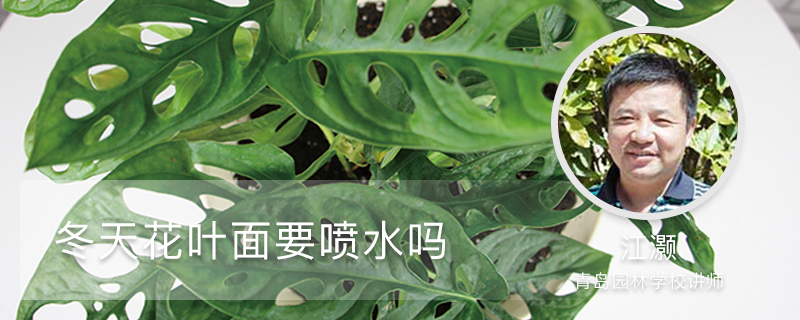 冬天花叶面要喷水吗 冬天花叶面要喷水吗