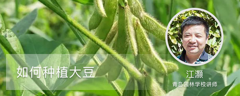 如何种植大豆 如何种植大豆