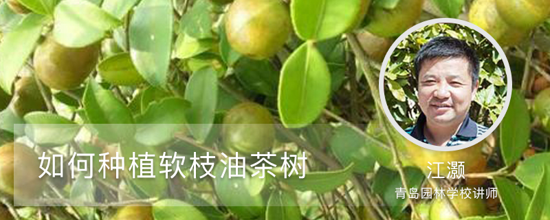 如何种植软枝油茶树 如何种植软枝油茶树
