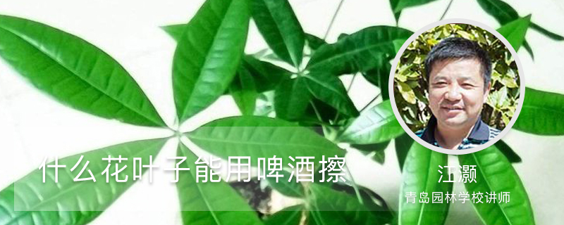 什么花叶子能用啤酒擦 什么花叶子能用啤酒擦