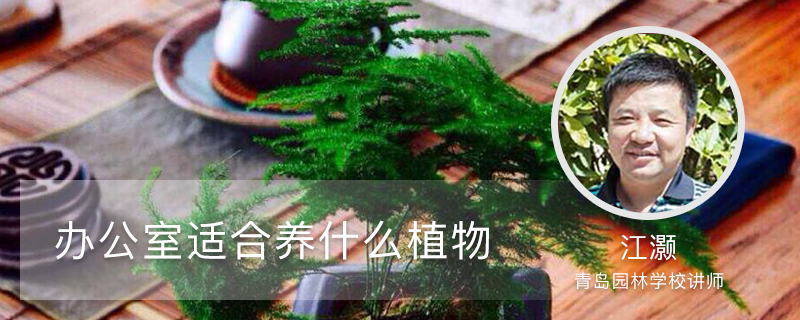 办公室适合养什么植物 办公室适合养什么植物