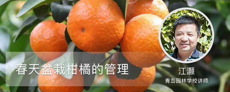 春天盆栽柑橘的管理 春天盆栽柑橘的管理