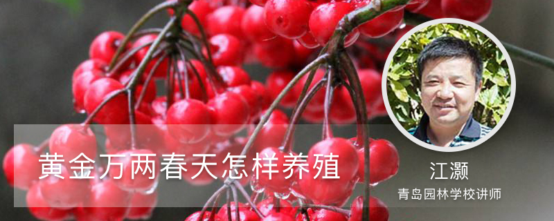 黄金万两春天怎样养殖 黄金万两春天怎样养殖