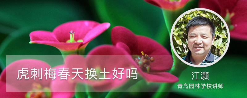 虎刺梅春天换土好吗 虎刺梅春天换土好吗