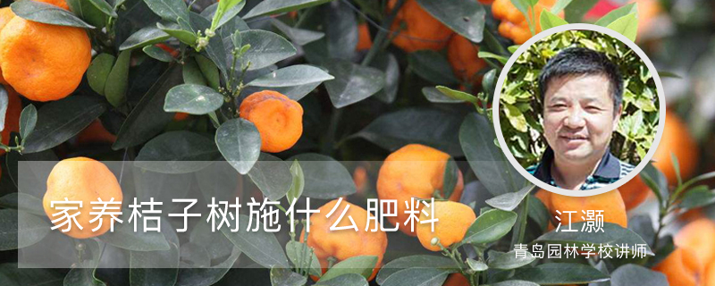 家养桔子树施什么肥料 家养桔子树施什么肥料