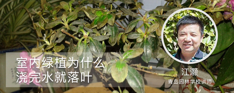 室内绿植为什么浇完水就落叶 室内绿植为什么浇完水就落叶