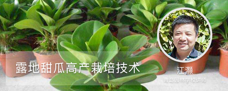 露地甜瓜高产栽培技术 露地甜瓜高产栽培技术