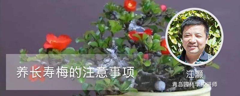 养长寿梅的注意事项 养长寿梅的注意事项