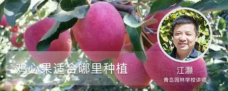鸡心果适合哪里种植 鸡心果适合哪里种植