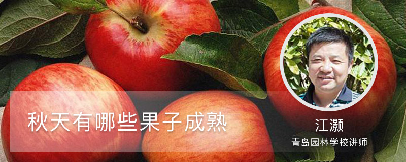秋天有哪些果子成熟 秋天有哪些果子成熟