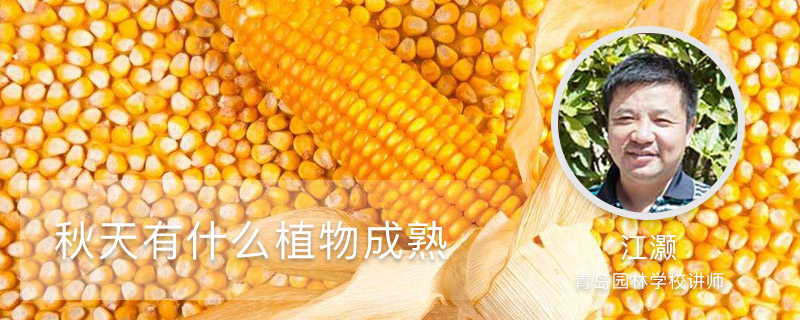 秋天有什么植物成熟 秋天有什么植物成熟