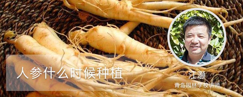 人参什么时候种植 人参什么时候种植