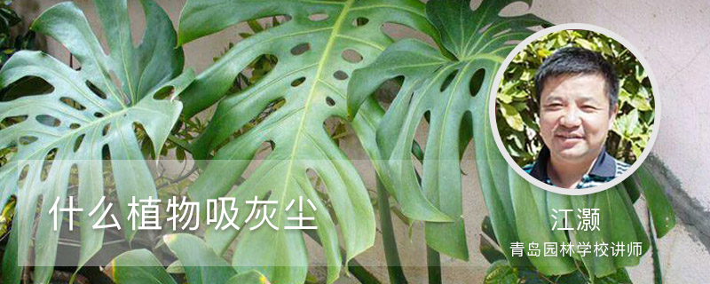 什么植物吸灰尘 什么植物吸灰尘