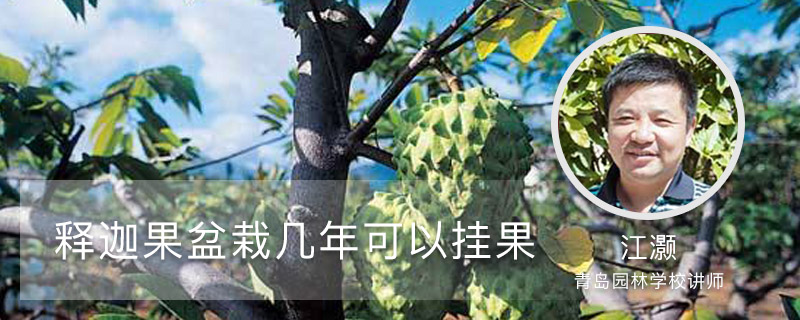 释迦果盆栽几年可以挂果 释迦果盆栽几年可以挂果