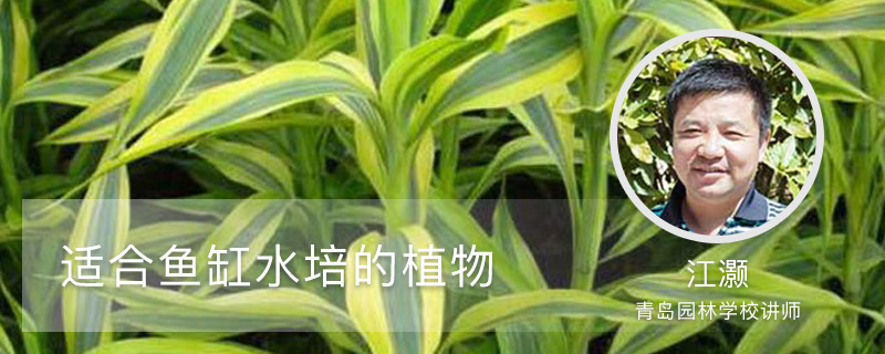 适合鱼缸水培的植物有什么 适合鱼缸水培的植物有什么